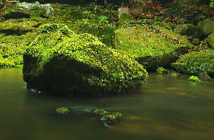 Moss is growing on a rock in a stream.
