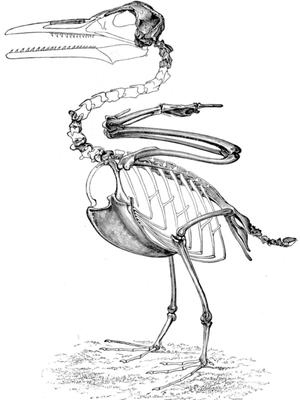 A drawing of an Ichthyornis fossil.