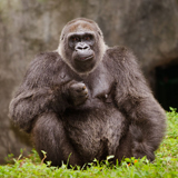 a gorilla with fur