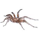 a spider with brown and white markings