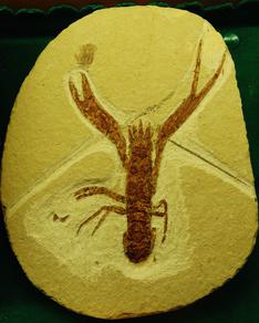 A picture of a Homarus hakelensis fossil.