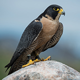 a peregrine falcon with feathers, wings, and a beak