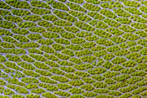 a micrograph of moss cells