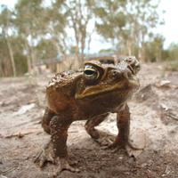 a cane toad sitting in the mud