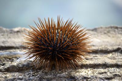 There is a sea urchin.