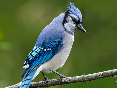 blue jay, Cyanocitta cristata
