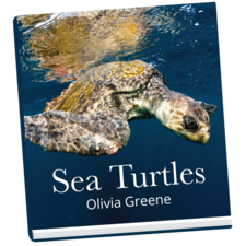 Sea Turtles by Oliver Greene