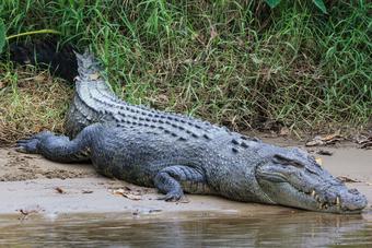 a crocodile in the mud near water