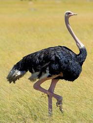 an ostrich. It has a long neck and a small head with a beak. It's rounded body is covered with feathers. It has two long legs.