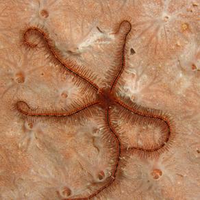 A picture of a sponge brittle star.