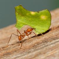a leaf-cutter ant carrying a piece of a leaf