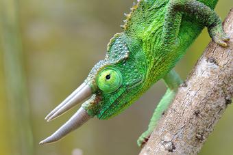 a chameleon with three horns on its head sitting on a branch