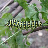 a green, yellow, and black bug with a long body crawling on a leafy branch