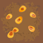 small yellow and brown seeds