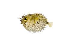 round fish covered with spines