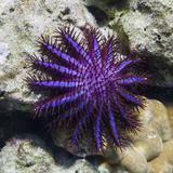 a sea star, a small animal with 15 limbs that is found in the ocean