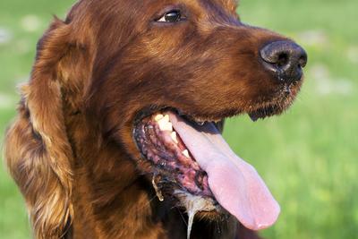 A dog is panting.