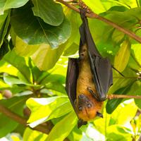 Indian flying fox hanging upside down.