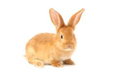 hairy brown bunny
