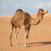a large animal with brown fur and a hump on its back in a hot desert
