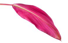 a leaf